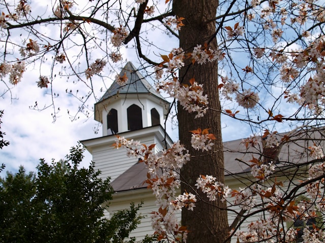 Cherry Blossoms in Virginia