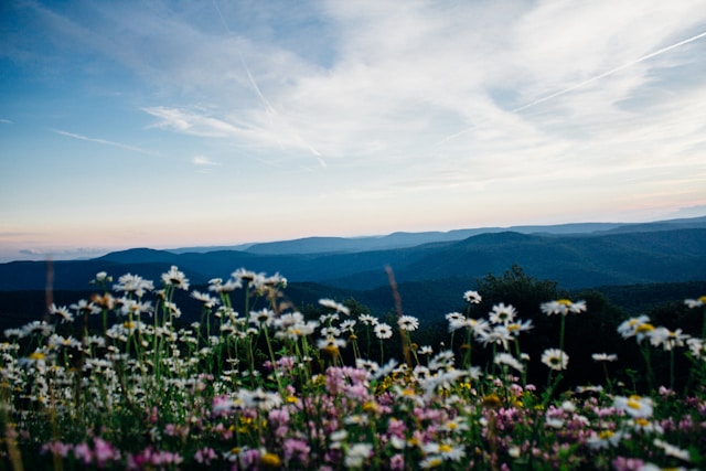 Cherry Blossoms in Virginia
