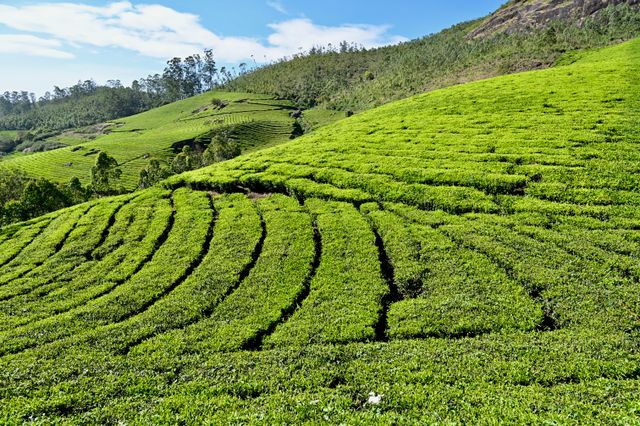 Places to visit in Munnar 