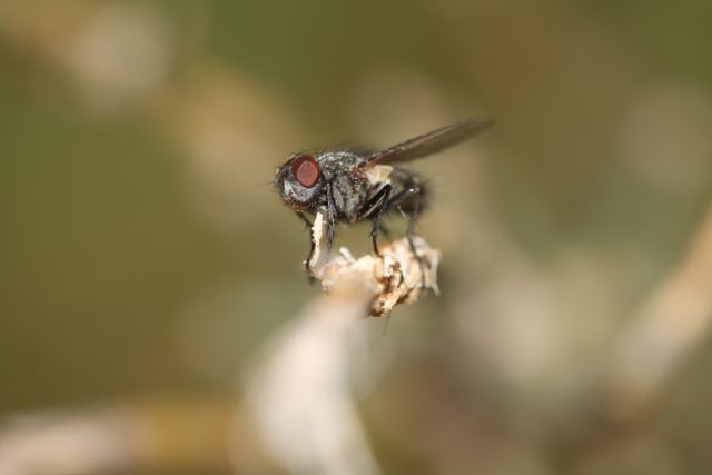 Tsetse Fly- dangerous animals of the world