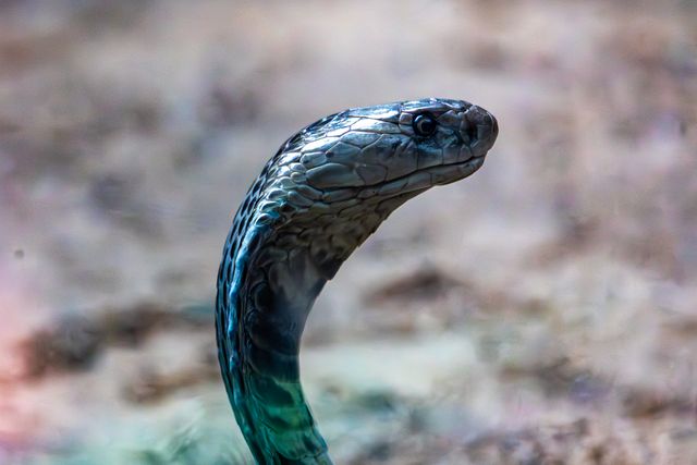 The Black mamba, one of the fastest and most dangerous snakes