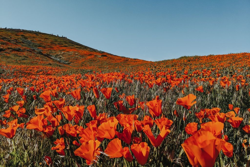 Valley Of Flowers