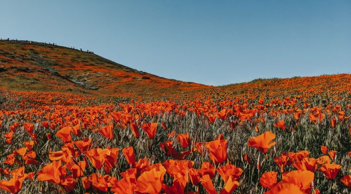 Valley Of Flowers, (Image Source: Pexels) Valley Of Flowers