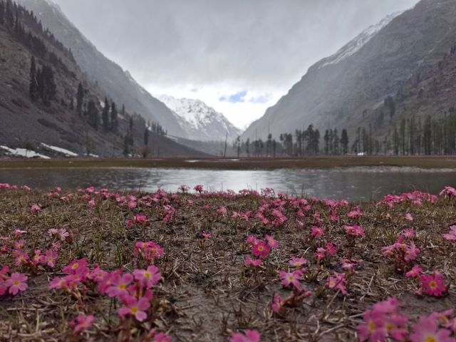Valley Of Flowers