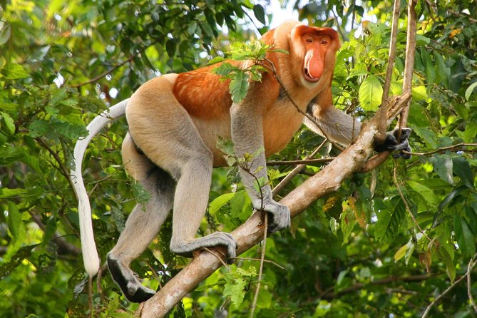 Bako National Park, Borneo