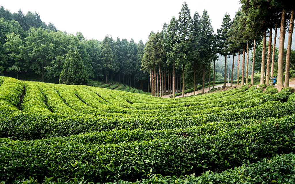 Tea Plantations In India - Gatoonga Tea Estate, Assam 