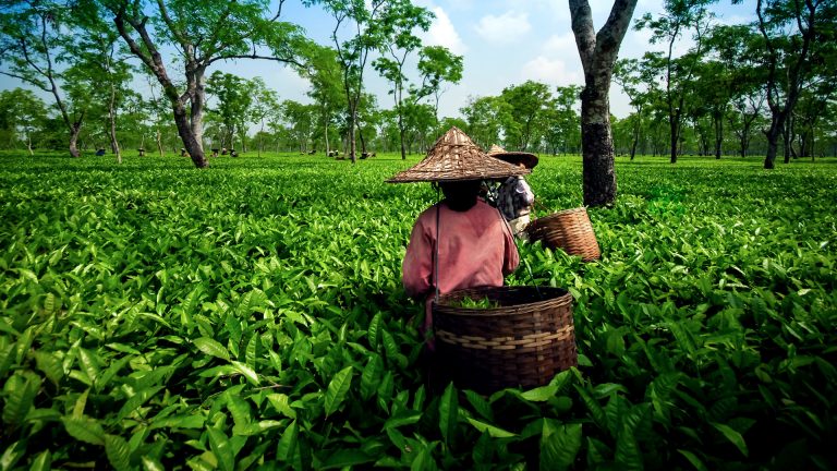 A Memorable Journey To The Best Tea Plantations In India