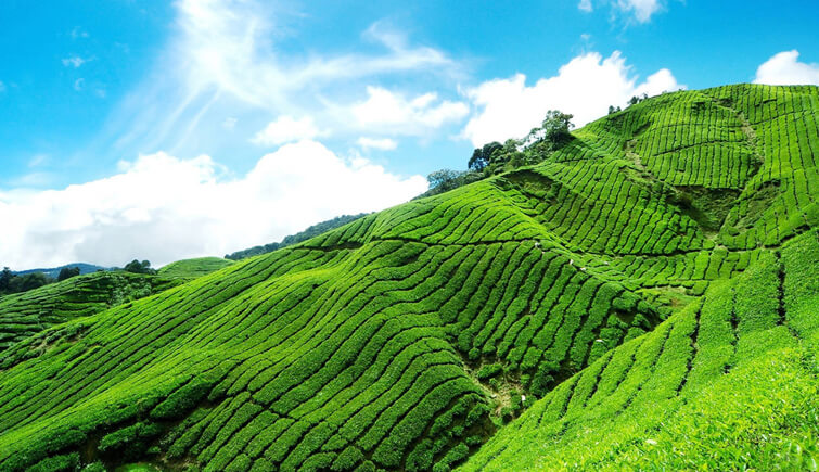 Tea Plantations In India - Nilgiri Tea Plantations, Tamil Nadu 