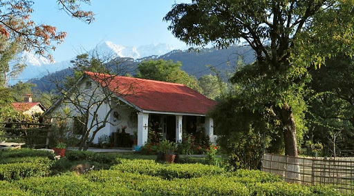 Tea Plantations In India - Darang Tea Estate, Himachal Pradesh 