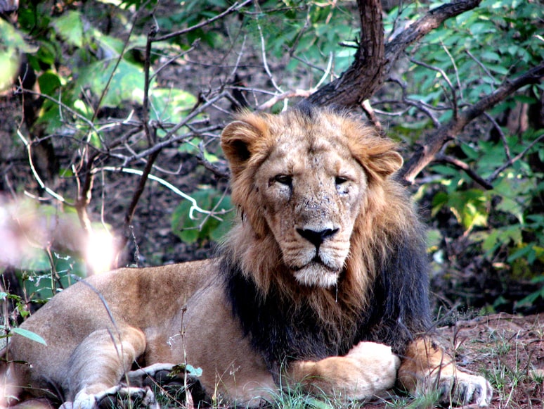 Gir national park is a must visit