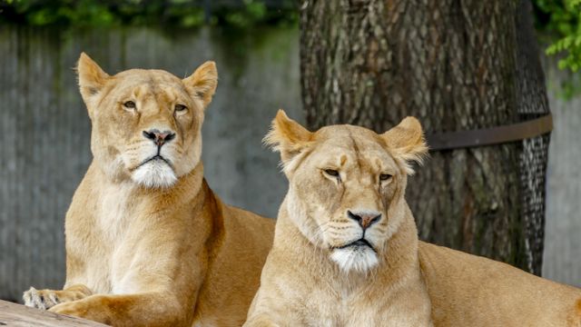 Animals in the zoo