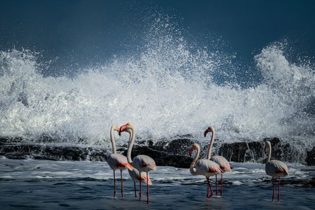 things to do at flamingo beach