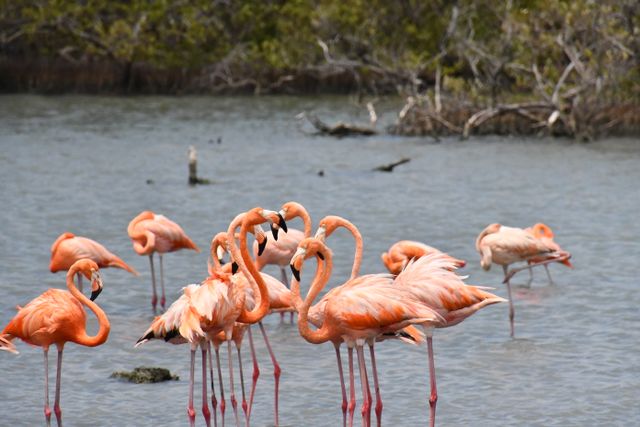 flamingo beach aruba