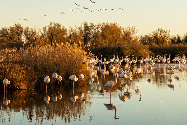 flamingo beach