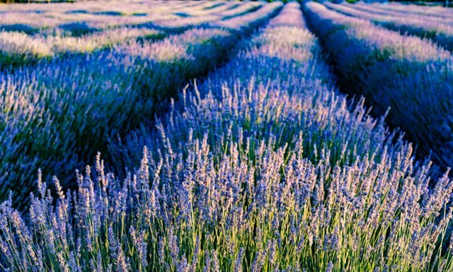 Virginia, (Image Source: Pexels) virginia