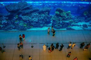 Dubai Mall Aquarium