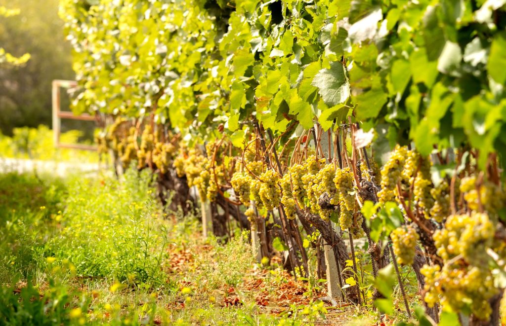 Napa Valley Wineries