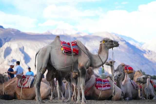 best places to visit in india in december