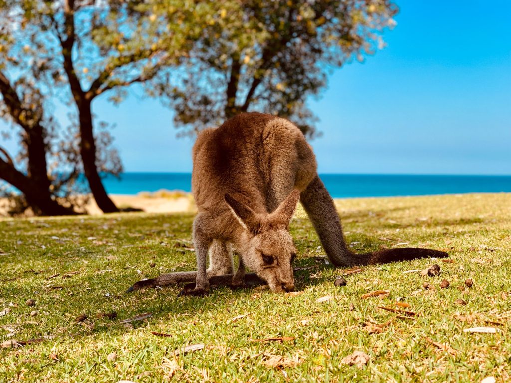 Australia Kangaroo Wallaby