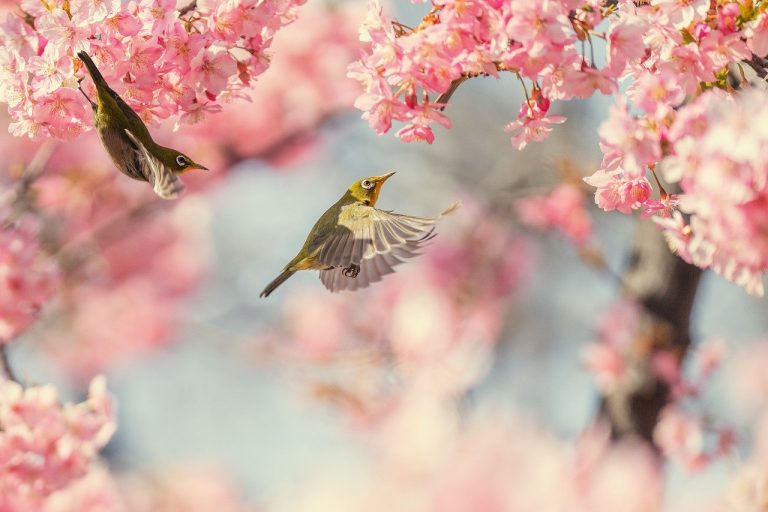 Everything You Need To Know About The Cherry Blossoms In Japan