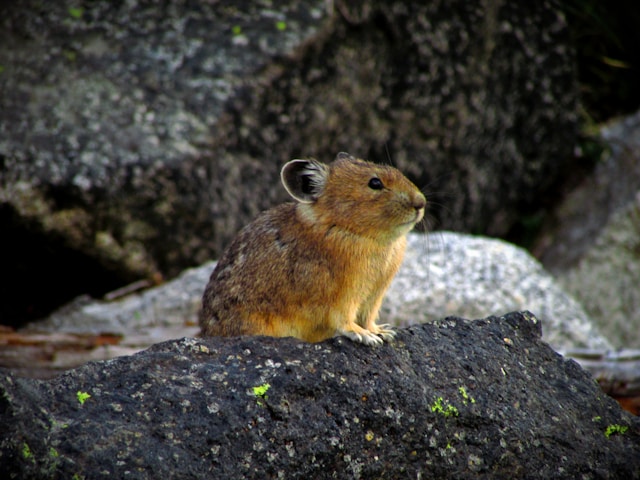 cutest animals of the world