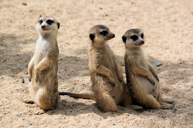 cutest animals on earth