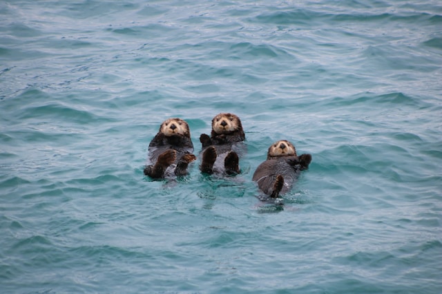 cutest animals