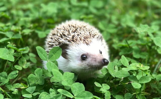 cutest animals list