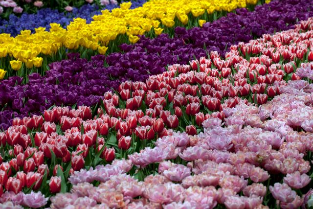 Flowers - Daffodils, hyacinths, and tulips at the Keukenhof Gardens