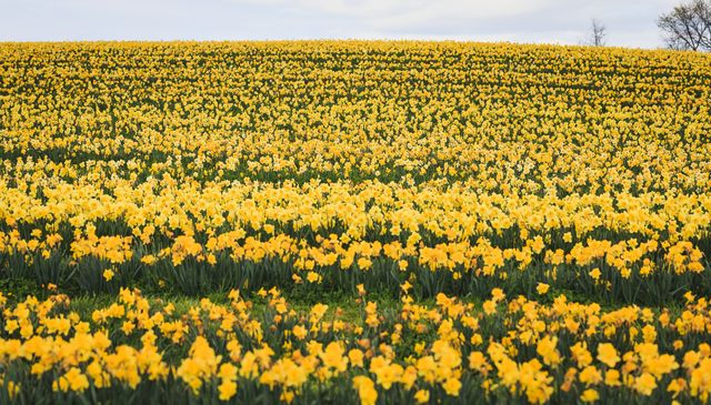 Flowers - Daffodils grow in the countryside of Hertfordshire