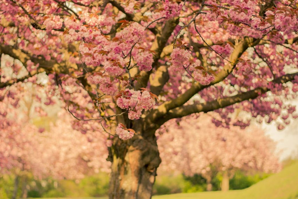 Cherry Blossom