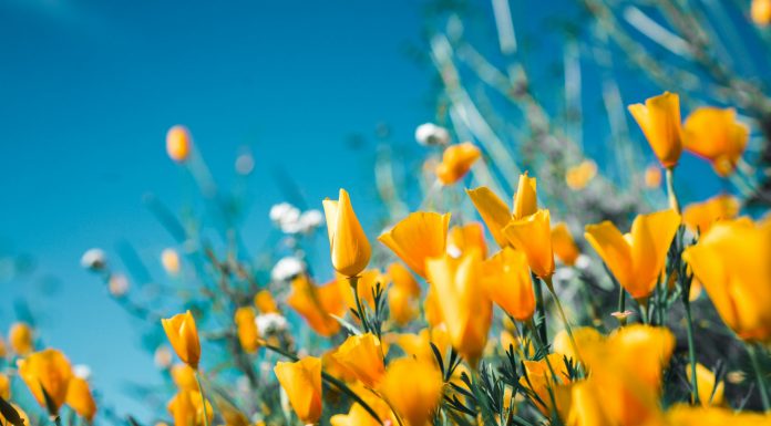 Beautiful Flowers, (Image Source: Unsplash) Flowers