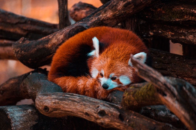 cutest animals in the world