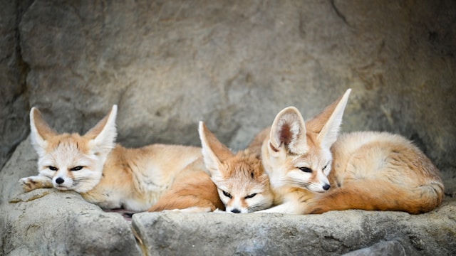 most cutest animals