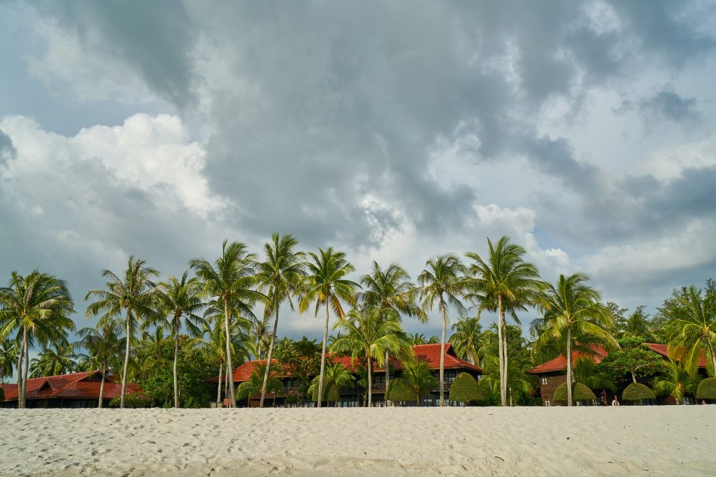 palm trees on a beach