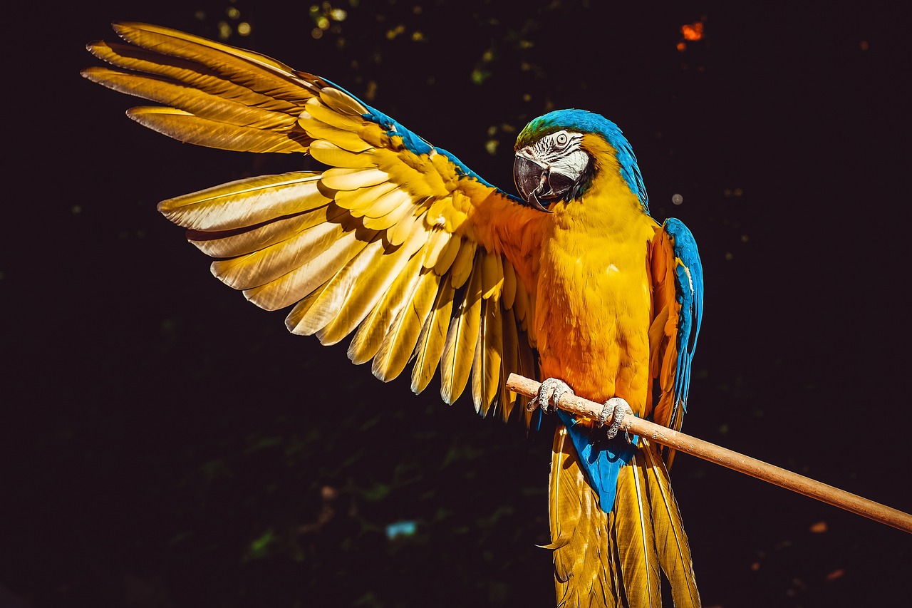 alappuzha bird watching 