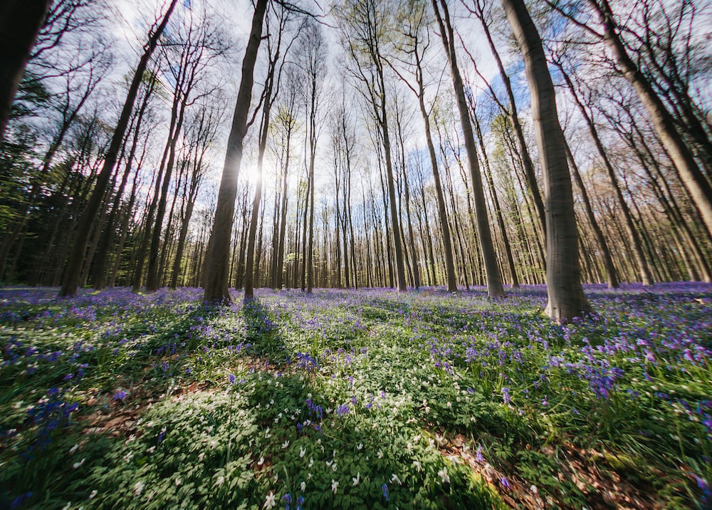 Hallerbos Forest is surreal and enchanting.