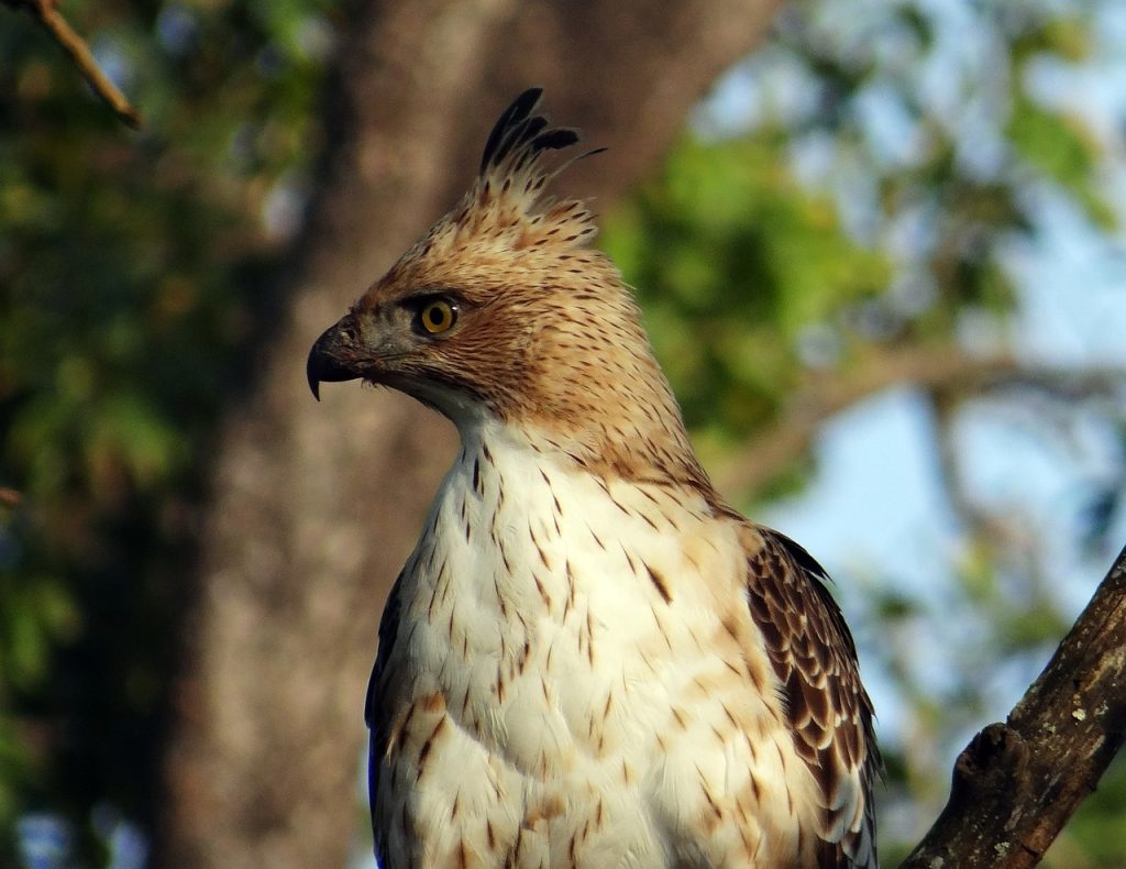 bandipur national park in karnataka has great options for birdwatchers