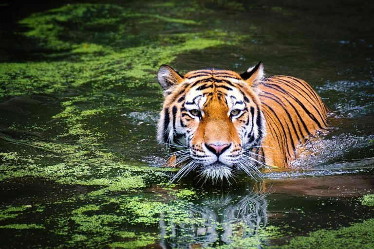 A Complete Guide To Visiting Bandipur National Park