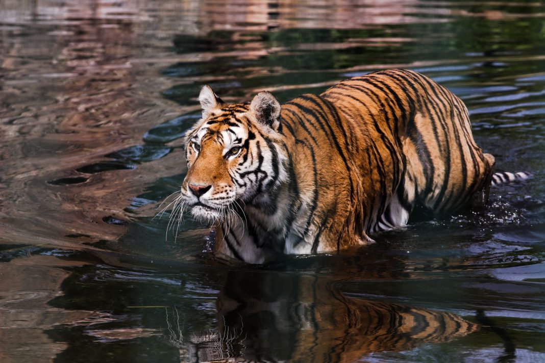 ranthambore national park