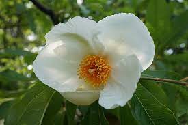 beautiful rare flowers in white