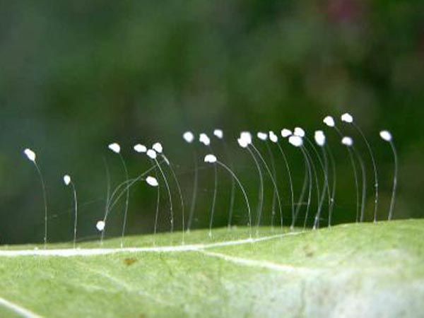 most uncommon flowers in the world