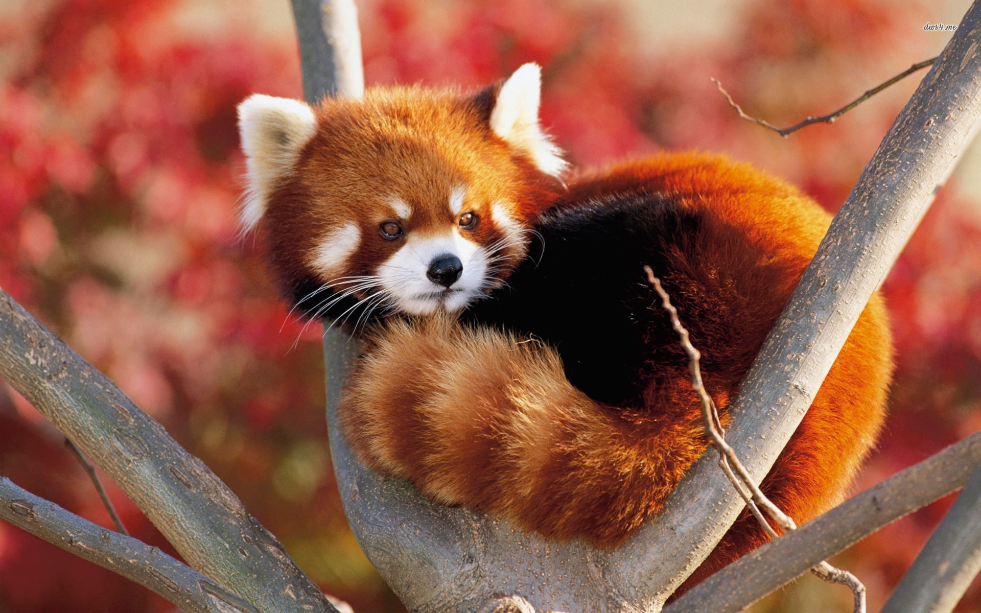 images of the cutest animals in the world