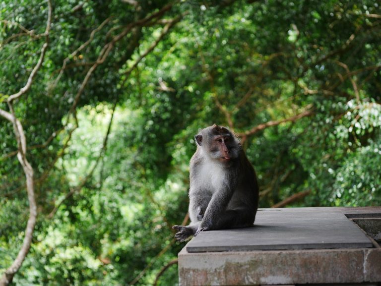 Sacred Monkey Business In Ubud Monkey Forest Sanctuary