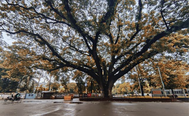 cubbon park bangalore is a great place to relax and unwind