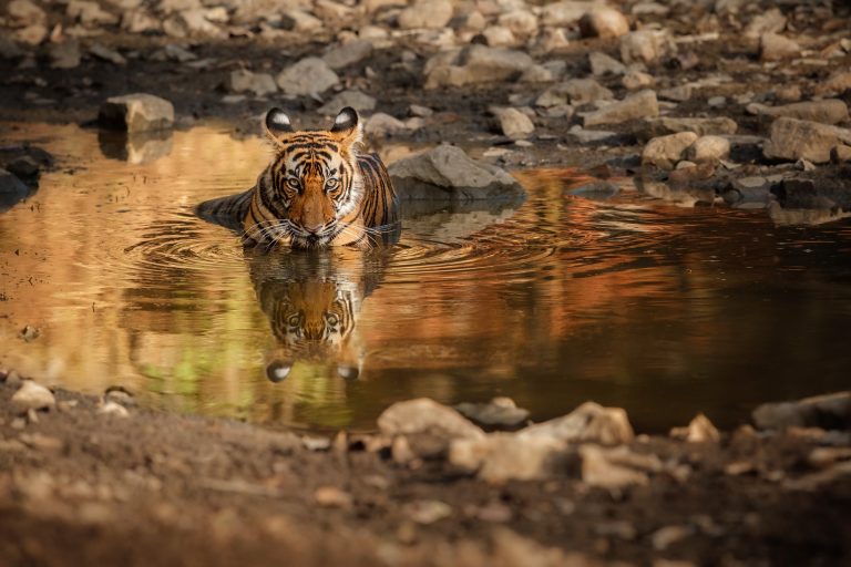 Join Us On A Journey Through Ranthambore National Park