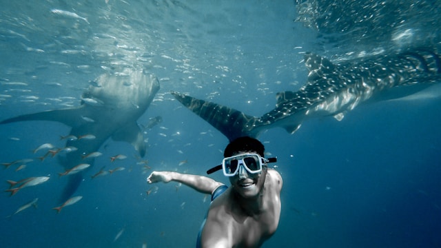 Whale Sharks (Rhincodon typus) in the waters of Krabi
