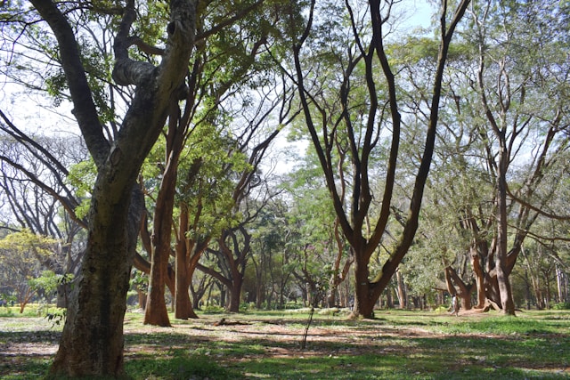 Cubbon Park was the vision of Sir Mark Cubbon