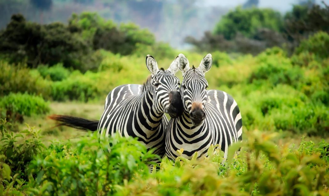 Mysore Zoo