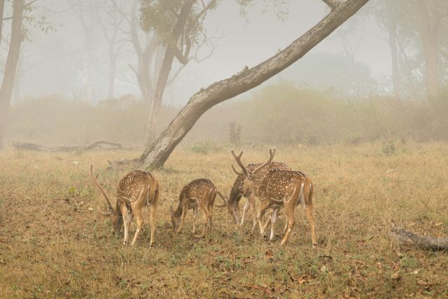 national parks in tamilnadu
